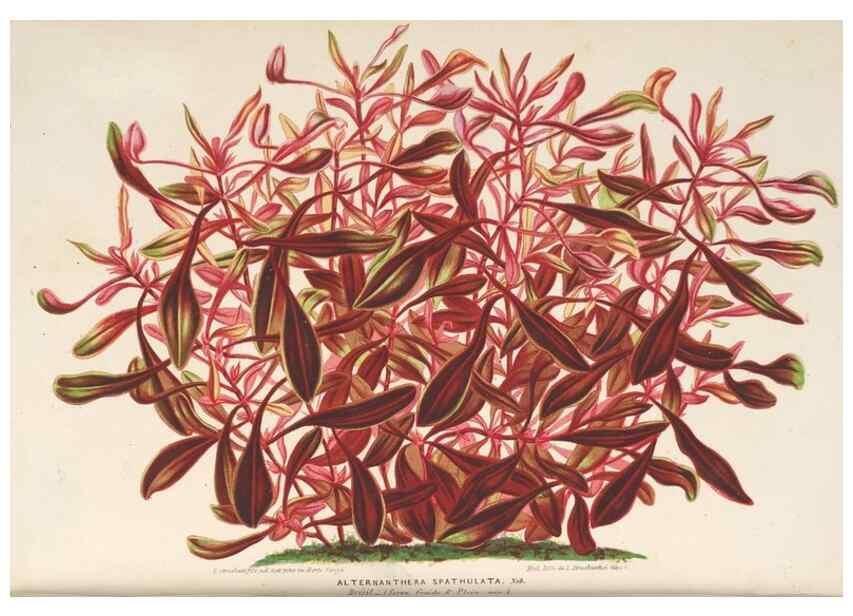 Reproducción/Reproduction 49690431477: L'Illustration horticole :. Gand, Belgium :Imprimerie et lithographie de F. et E. Gyselnyck,1854-1896.. 