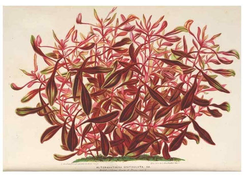 Reproducción/Reproduction 49690431477: L'Illustration horticole :. Gand, Belgium :Imprimerie et lithographie de F. et E. Gyselnyck,1854-1896.. 