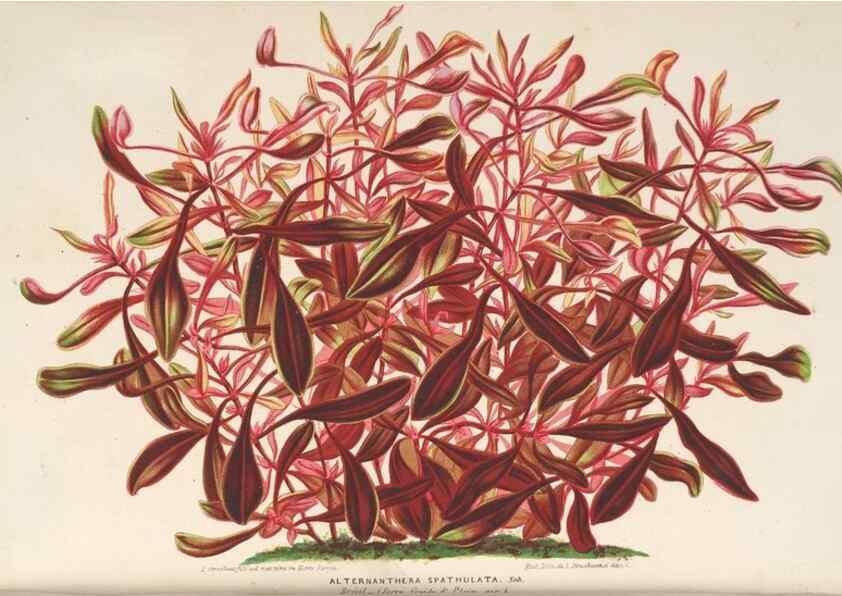 Reproducción/Reproduction 49690431477: L'Illustration horticole :. Gand, Belgium :Imprimerie et lithographie de F. et E. Gyselnyck,1854-1896.. 