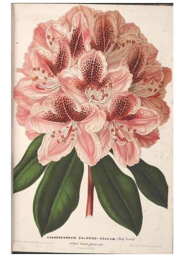 Reproducción/Reproduction 49690429902: L'Illustration horticole :. Gand, Belgium :Imprimerie et lithographie de F. et E. Gyselnyck,1854-1896.. 