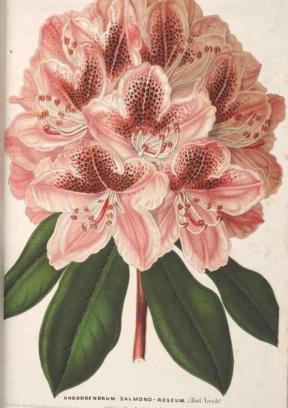 Reproducción/Reproduction 49690429902: L'Illustration horticole :. Gand, Belgium :Imprimerie et lithographie de F. et E. Gyselnyck,1854-1896.. 