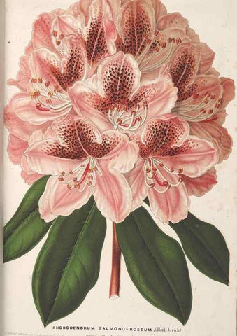 Reproducción/Reproduction 49690429902: L'Illustration horticole :. Gand, Belgium :Imprimerie et lithographie de F. et E. Gyselnyck,1854-1896.. 