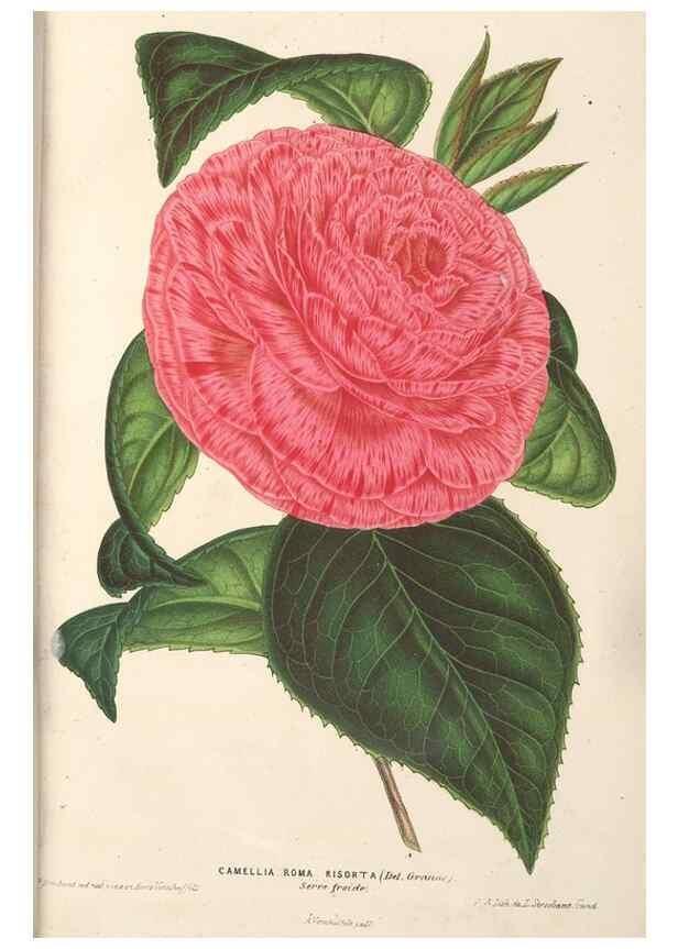 Reproducción/Reproduction 49689620308: L'Illustration horticole :. Gand, Belgium :Imprimerie et lithographie de F. et E. Gyselnyck,1854-1896.. 