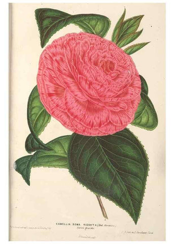 Reproducción/Reproduction 49689620308: L'Illustration horticole :. Gand, Belgium :Imprimerie et lithographie de F. et E. Gyselnyck,1854-1896.. 