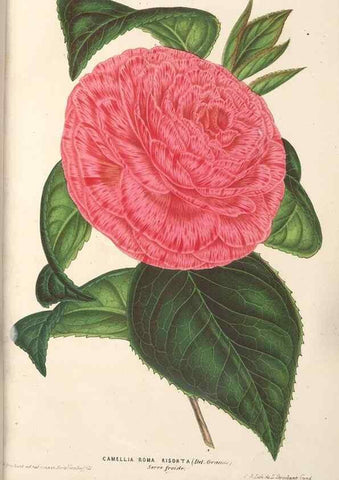 Reproducción/Reproduction 49689620308: L'Illustration horticole :. Gand, Belgium :Imprimerie et lithographie de F. et E. Gyselnyck,1854-1896.. 