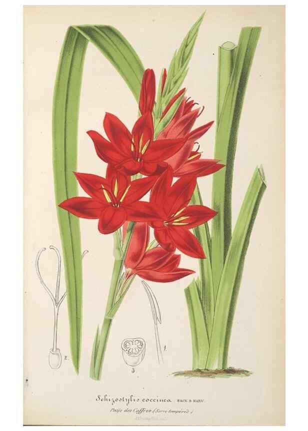 Reproducción/Reproduction 49690393152: L'Illustration horticole :. Gand, Belgium :Imprimerie et lithographie de F. et E. Gyselnyck,1854-1896.. 
