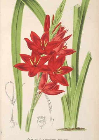Reproducción/Reproduction 49690393152: L'Illustration horticole :. Gand, Belgium :Imprimerie et lithographie de F. et E. Gyselnyck,1854-1896.. 