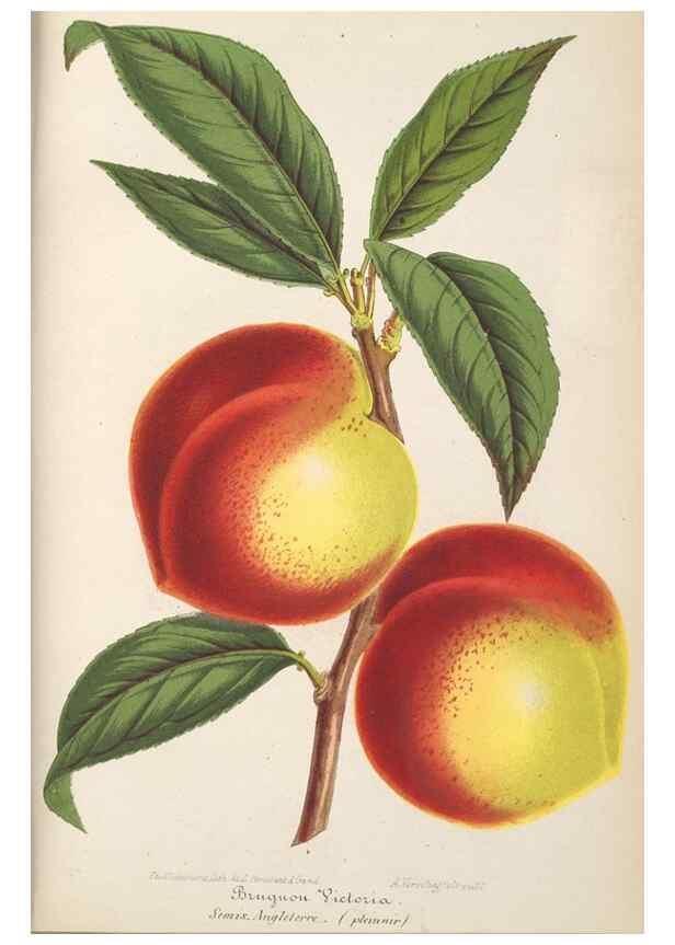 Reproducción/Reproduction 49689551988: L'Illustration horticole :. Gand, Belgium :Imprimerie et lithographie de F. et E. Gyselnyck,1854-1896.. 