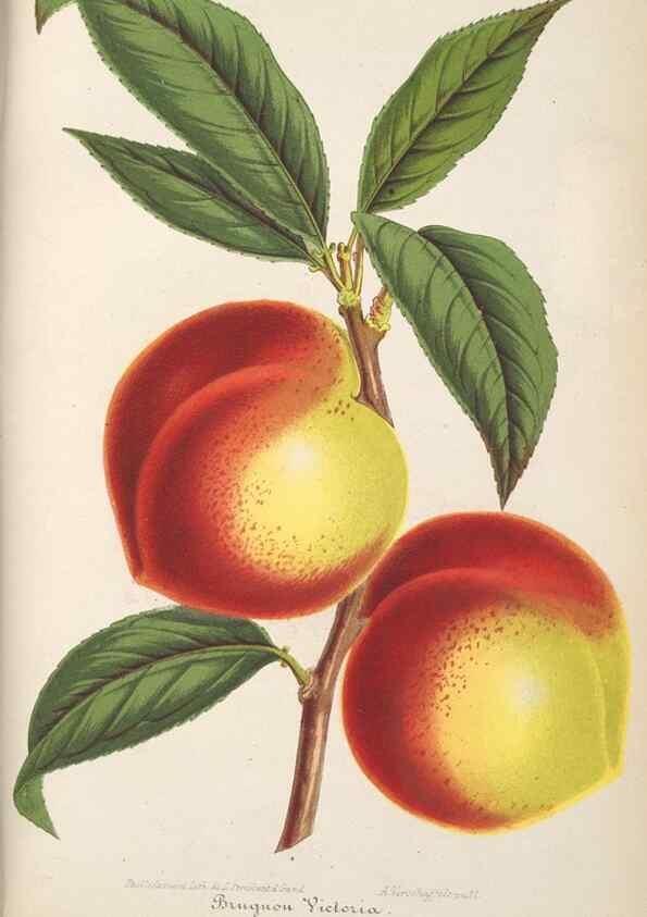 Reproducción/Reproduction 49689551988: L'Illustration horticole :. Gand, Belgium :Imprimerie et lithographie de F. et E. Gyselnyck,1854-1896.. 