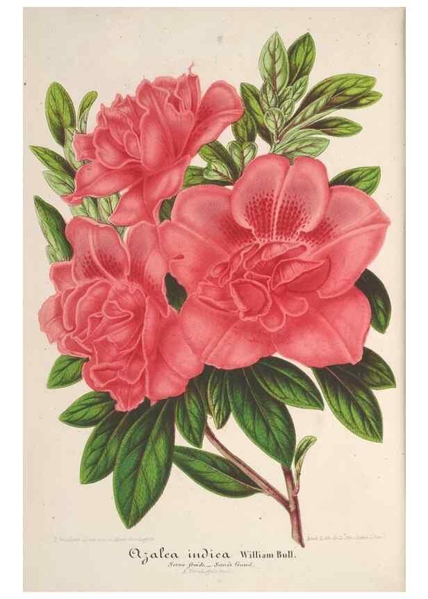 Reproducción/Reproduction 49688245657: L'Illustration horticole :. Gand, Belgium :Imprimerie et lithographie de F. et E. Gyselnyck,1854-1896.. 