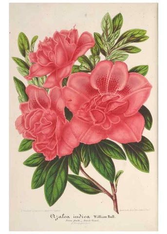 Reproducción/Reproduction 49688245657: L'Illustration horticole :. Gand, Belgium :Imprimerie et lithographie de F. et E. Gyselnyck,1854-1896.. 