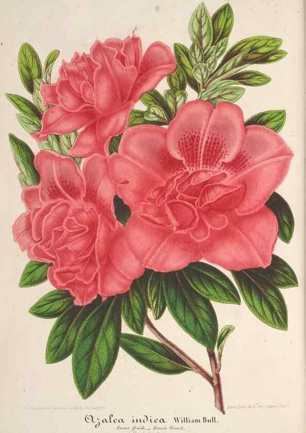 Reproducción/Reproduction 49688245657: L'Illustration horticole :. Gand, Belgium :Imprimerie et lithographie de F. et E. Gyselnyck,1854-1896.. 