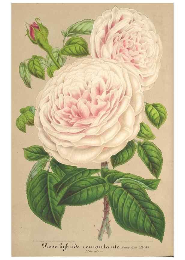 Reproducción/Reproduction 49688245982: L'Illustration horticole :. Gand, Belgium :Imprimerie et lithographie de F. et E. Gyselnyck,1854-1896.. 