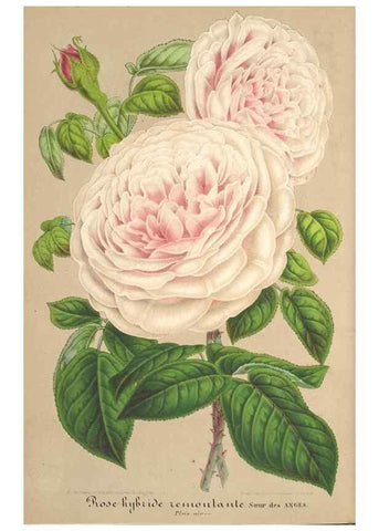 Reproducción/Reproduction 49688245982: L'Illustration horticole :. Gand, Belgium :Imprimerie et lithographie de F. et E. Gyselnyck,1854-1896.. 