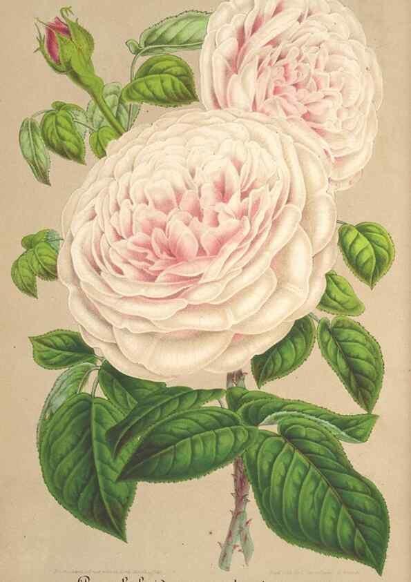 Reproducción/Reproduction 49688245982: L'Illustration horticole :. Gand, Belgium :Imprimerie et lithographie de F. et E. Gyselnyck,1854-1896.. 