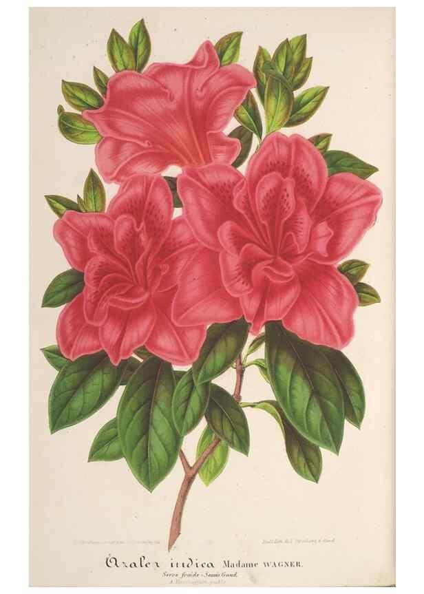 Reproducción/Reproduction 49687410058: L'Illustration horticole :. Gand, Belgium :Imprimerie et lithographie de F. et E. Gyselnyck,1854-1896.. 