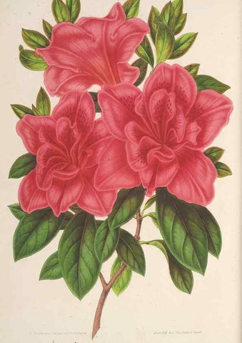 Reproducción/Reproduction 49687410058: L'Illustration horticole :. Gand, Belgium :Imprimerie et lithographie de F. et E. Gyselnyck,1854-1896.. 