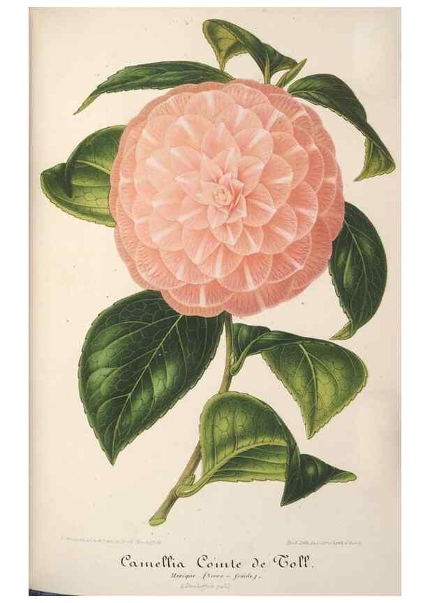 Reproducción/Reproduction 49688246637: L'Illustration horticole :. Gand, Belgium :Imprimerie et lithographie de F. et E. Gyselnyck,1854-1896.. 