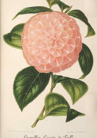 Reproducción/Reproduction 49688246637: L'Illustration horticole :. Gand, Belgium :Imprimerie et lithographie de F. et E. Gyselnyck,1854-1896.. 