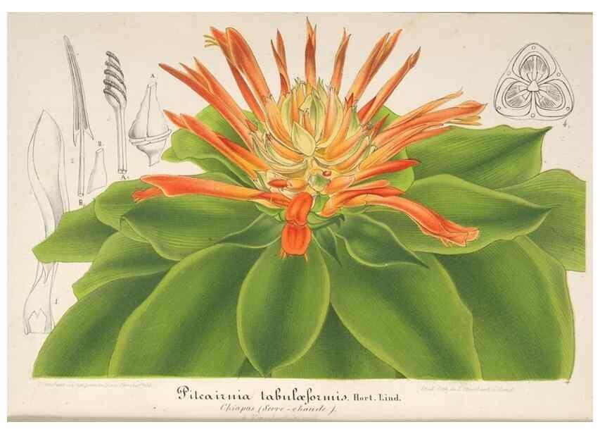 Reproducción/Reproduction 49687410548: L'Illustration horticole :. Gand, Belgium :Imprimerie et lithographie de F. et E. Gyselnyck,1854-1896.. 