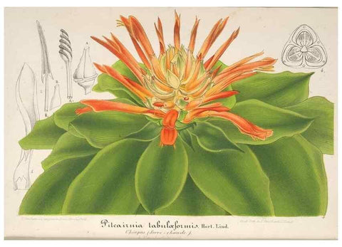 Reproducción/Reproduction 49687410548: L'Illustration horticole :. Gand, Belgium :Imprimerie et lithographie de F. et E. Gyselnyck,1854-1896.. 