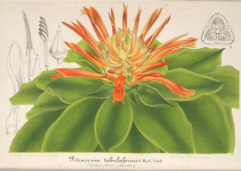 Reproducción/Reproduction 49687410548: L'Illustration horticole :. Gand, Belgium :Imprimerie et lithographie de F. et E. Gyselnyck,1854-1896.. 