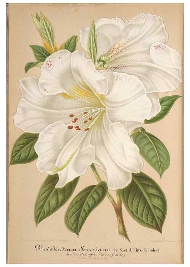 Reproducción/Reproduction 49687943991: L'Illustration horticole :. Gand, Belgium :Imprimerie et lithographie de F. et E. Gyselnyck,1854-1896.. 