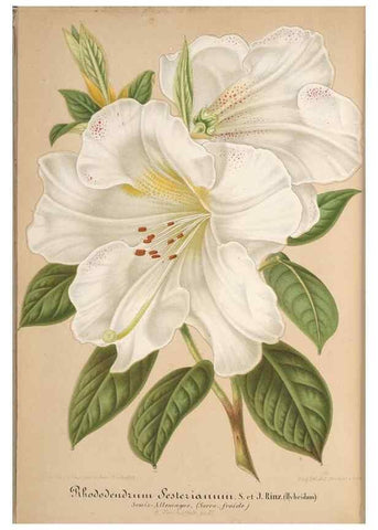 Reproducción/Reproduction 49687943991: L'Illustration horticole :. Gand, Belgium :Imprimerie et lithographie de F. et E. Gyselnyck,1854-1896.. 