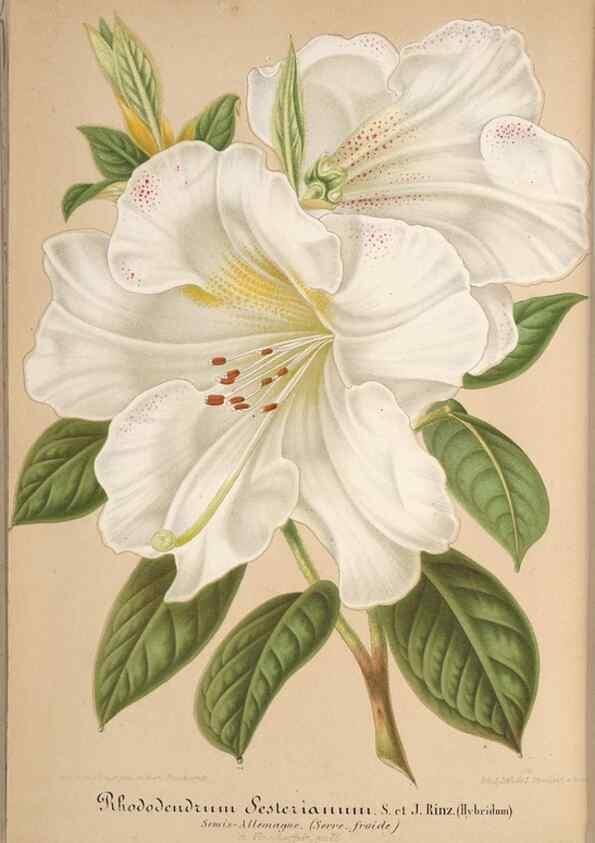 Reproducción/Reproduction 49687943991: L'Illustration horticole :. Gand, Belgium :Imprimerie et lithographie de F. et E. Gyselnyck,1854-1896.. 