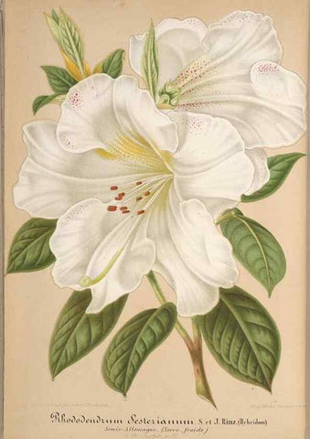 Reproducción/Reproduction 49687943991: L'Illustration horticole :. Gand, Belgium :Imprimerie et lithographie de F. et E. Gyselnyck,1854-1896.. 