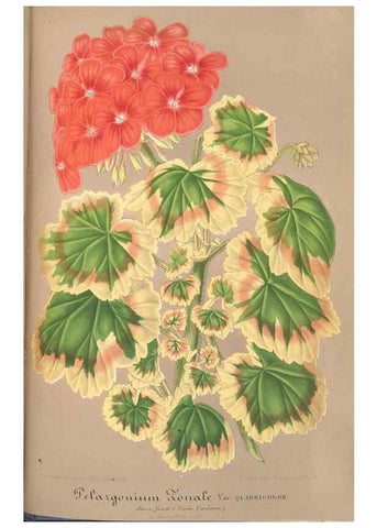 Reproducción/Reproduction 49687944356: L'Illustration horticole :. Gand, Belgium :Imprimerie et lithographie de F. et E. Gyselnyck,1854-1896.. 