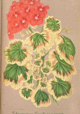 Reproducción/Reproduction 49687944356: L'Illustration horticole :. Gand, Belgium :Imprimerie et lithographie de F. et E. Gyselnyck,1854-1896.. 