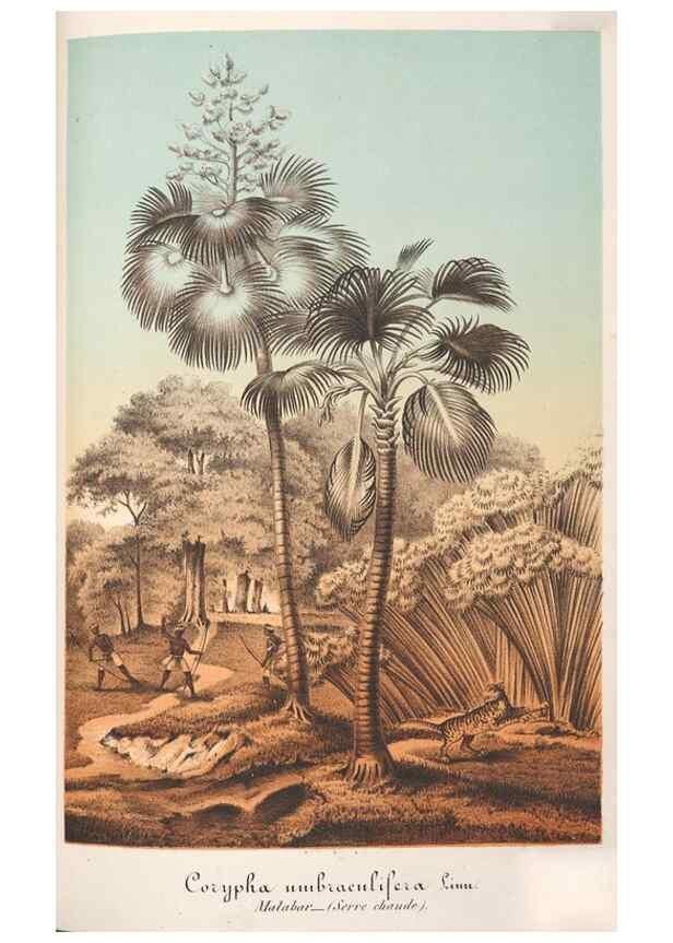 Reproducción/Reproduction 49687944726: L'Illustration horticole :. Gand, Belgium :Imprimerie et lithographie de F. et E. Gyselnyck,1854-1896.. 