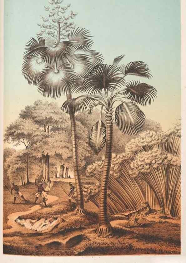 Reproducción/Reproduction 49687944726: L'Illustration horticole :. Gand, Belgium :Imprimerie et lithographie de F. et E. Gyselnyck,1854-1896.. 
