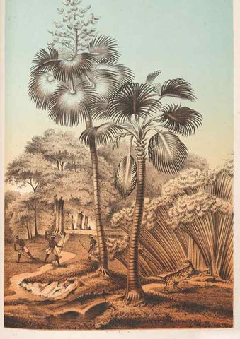 Reproducción/Reproduction 49687944726: L'Illustration horticole :. Gand, Belgium :Imprimerie et lithographie de F. et E. Gyselnyck,1854-1896.. 