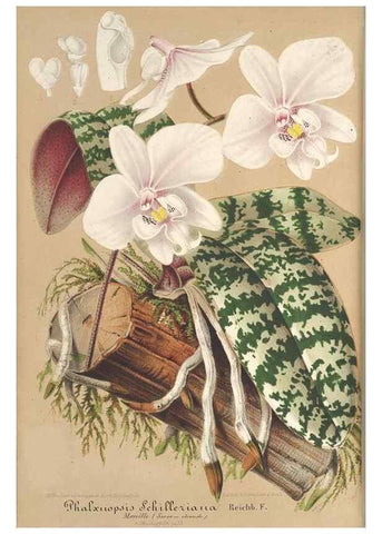 Reproducción/Reproduction 49687455698: L'Illustration horticole :. Gand, Belgium :Imprimerie et lithographie de F. et E. Gyselnyck,1854-1896.. 