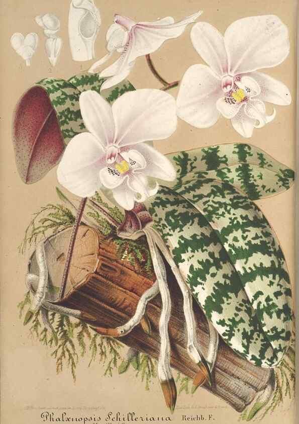 Reproducción/Reproduction 49687455698: L'Illustration horticole :. Gand, Belgium :Imprimerie et lithographie de F. et E. Gyselnyck,1854-1896.. 
