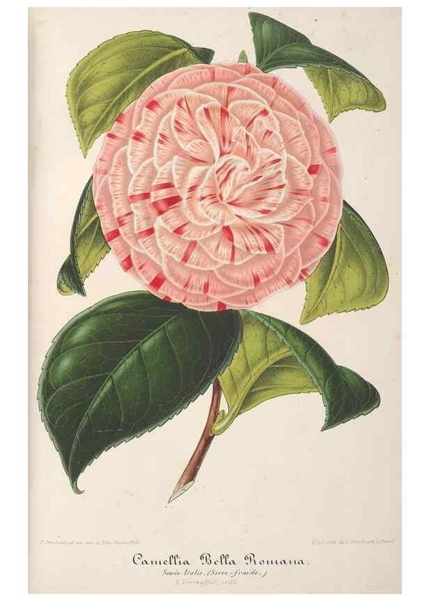 Reproducción/Reproduction 49687456033: L'Illustration horticole :. Gand, Belgium :Imprimerie et lithographie de F. et E. Gyselnyck,1854-1896.. 