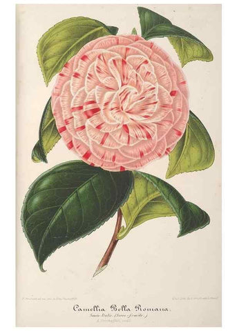 Reproducción/Reproduction 49687456033: L'Illustration horticole :. Gand, Belgium :Imprimerie et lithographie de F. et E. Gyselnyck,1854-1896.. 