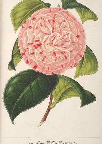 Reproducción/Reproduction 49687456033: L'Illustration horticole :. Gand, Belgium :Imprimerie et lithographie de F. et E. Gyselnyck,1854-1896.. 