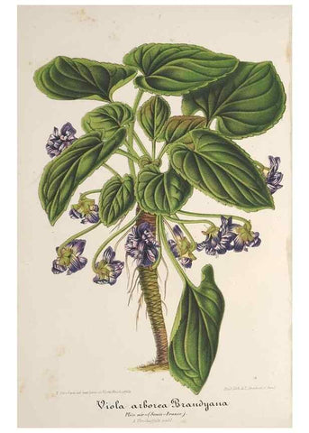 Reproducción/Reproduction 49688293567: L'Illustration horticole :. Gand, Belgium :Imprimerie et lithographie de F. et E. Gyselnyck,1854-1896.. 