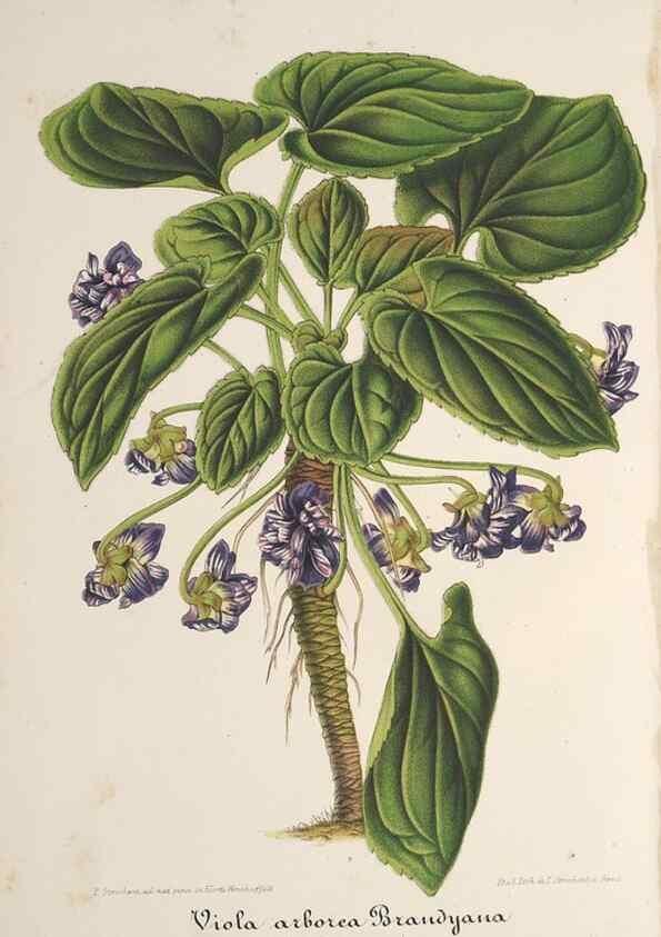 Reproducción/Reproduction 49688293567: L'Illustration horticole :. Gand, Belgium :Imprimerie et lithographie de F. et E. Gyselnyck,1854-1896.. 