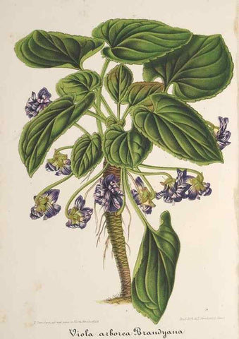 Reproducción/Reproduction 49688293567: L'Illustration horticole :. Gand, Belgium :Imprimerie et lithographie de F. et E. Gyselnyck,1854-1896.. 