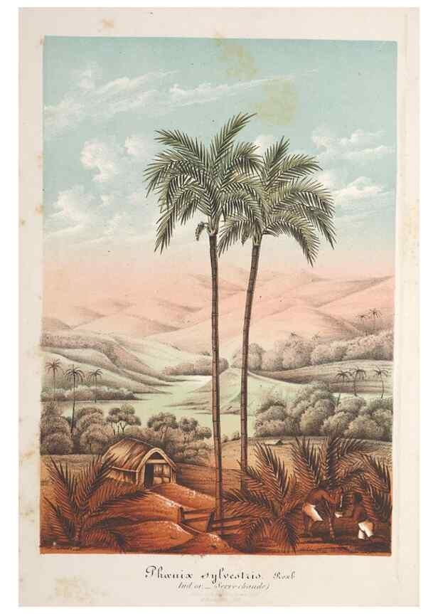 Reproducción/Reproduction 49688294027: L'Illustration horticole :. Gand, Belgium :Imprimerie et lithographie de F. et E. Gyselnyck,1854-1896.. 