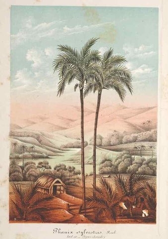 Reproducción/Reproduction 49688294027: L'Illustration horticole :. Gand, Belgium :Imprimerie et lithographie de F. et E. Gyselnyck,1854-1896.. 
