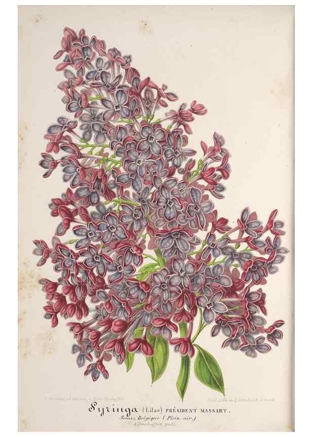 Reproducción/Reproduction 49688294597: L'Illustration horticole :. Gand, Belgium :Imprimerie et lithographie de F. et E. Gyselnyck,1854-1896.. 