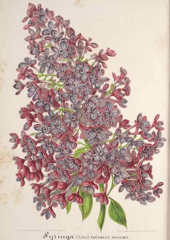 Reproducción/Reproduction 49688294597: L'Illustration horticole :. Gand, Belgium :Imprimerie et lithographie de F. et E. Gyselnyck,1854-1896.. 