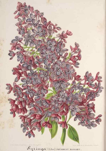 Reproducción/Reproduction 49688294597: L'Illustration horticole :. Gand, Belgium :Imprimerie et lithographie de F. et E. Gyselnyck,1854-1896.. 
