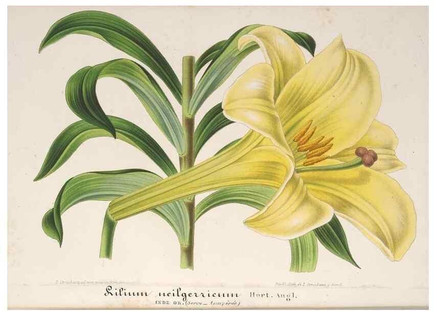Reproducción/Reproduction 49687991396: L'Illustration horticole :. Gand, Belgium :Imprimerie et lithographie de F. et E. Gyselnyck,1854-1896.. 