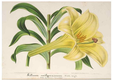 Reproducción/Reproduction 49687991396: L'Illustration horticole :. Gand, Belgium :Imprimerie et lithographie de F. et E. Gyselnyck,1854-1896.. 